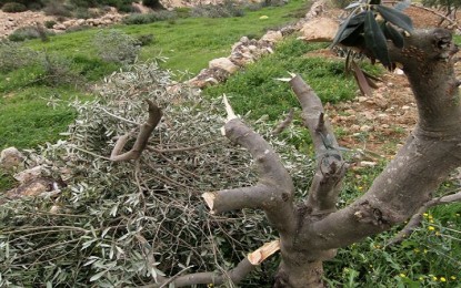 مستوطنون يقطعون عشرات أشجار الزيتون في أراضي المنيا جنوب بيت لحم
