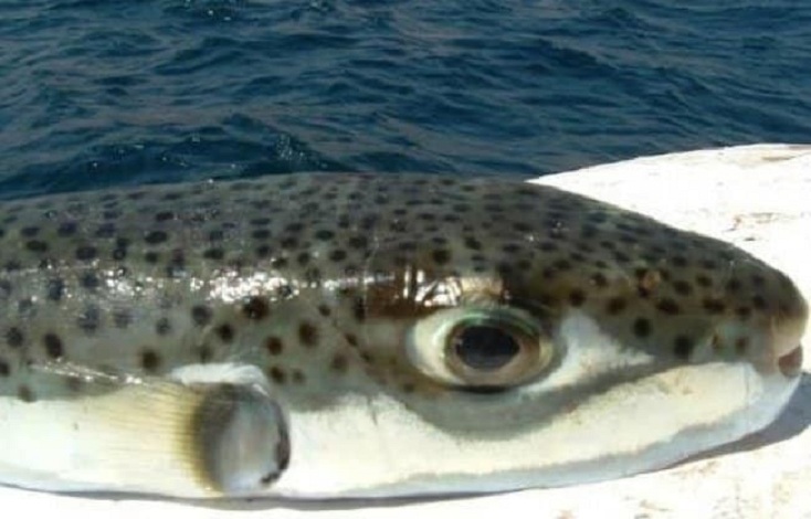 ( تعبيرية )
